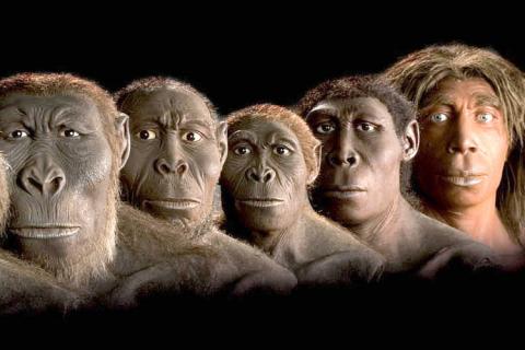 Human evolution.jpg