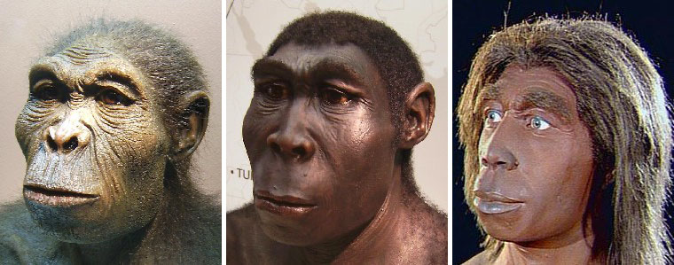 Three stages of human evolution.jpg