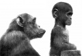 Adult and infant chimpanzees.jpg
