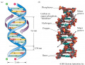 DNA figure-11-06.jpg